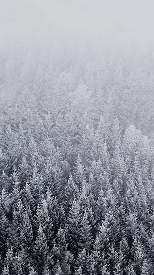 Winter_ Forest_ Mist_ Serenity.jpg Wallpaper