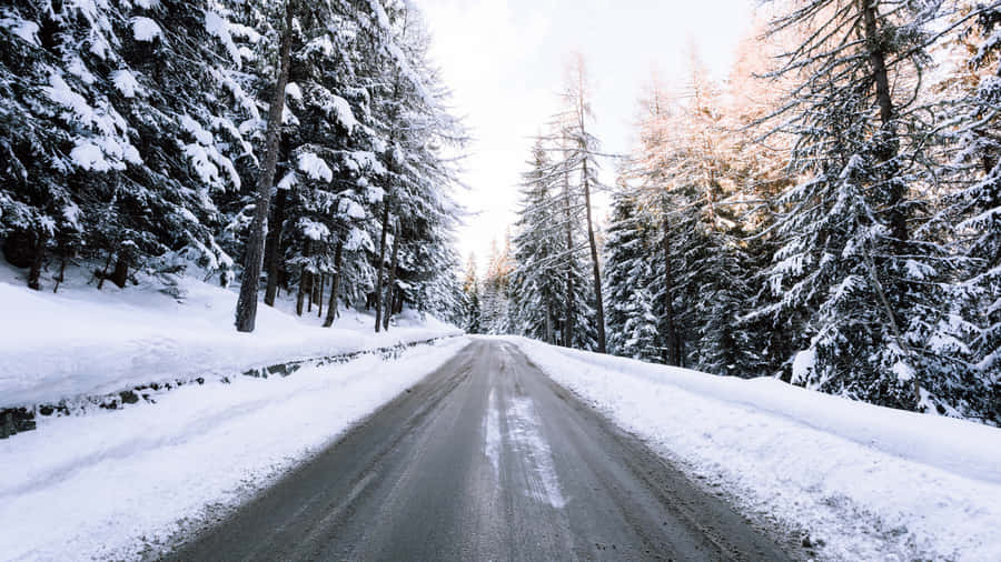 Winter Pine Trees For Laptop Wallpaper
