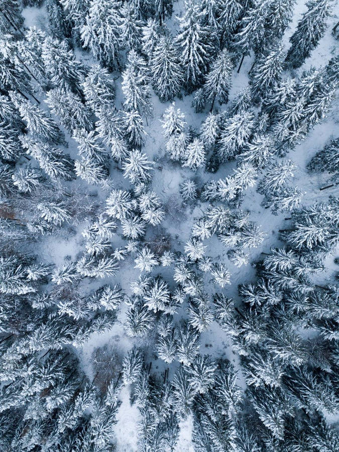 Winter Pine Trees Ipad Display Wallpaper