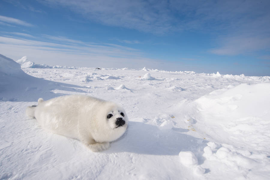 Winter Season Harp Seal Wallpaper