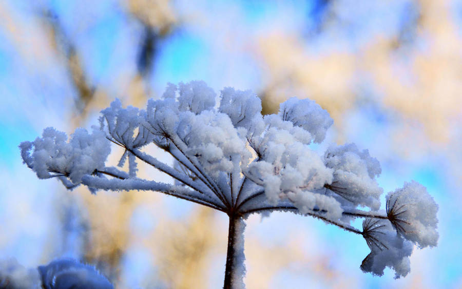 Winter Season Persian Hogweed Wallpaper