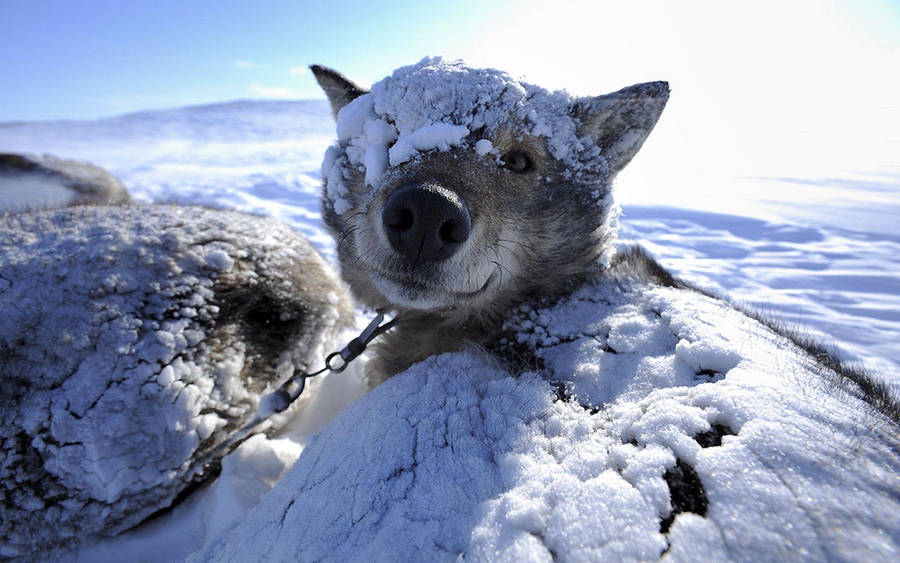 Winter Season Snow-covered Dog Wallpaper