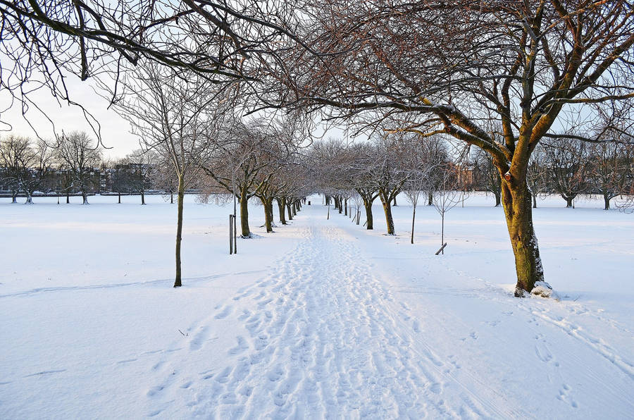 Winter Season Withered Trees Wallpaper