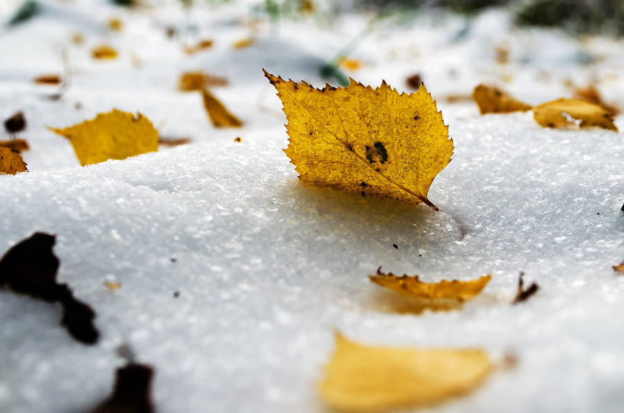 Winter Season Yellow Leaves Wallpaper