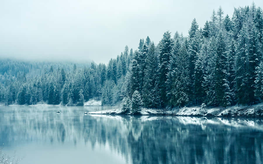 Winter Wonderland Wallpaper