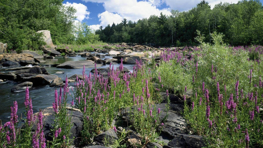 Wisconsin Nature Stream Wallpaper