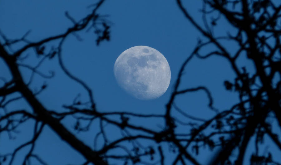 Withered Tree Silhouette In Moonlight Wallpaper