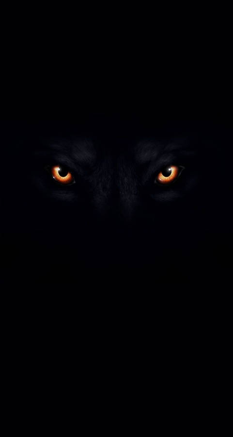 Wolf Eyes In Color Black Background Wallpaper