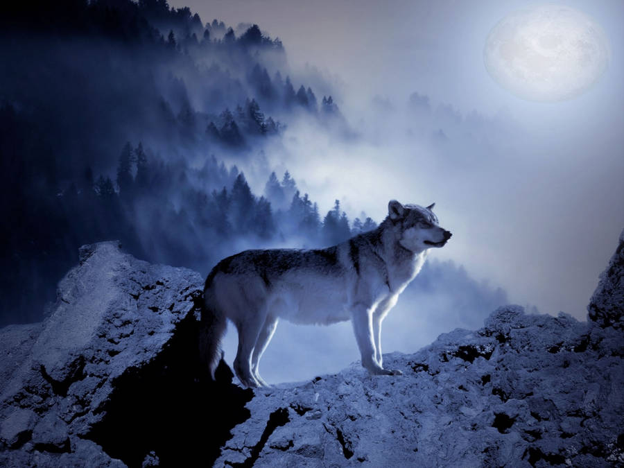 Wolf In The Moonlight Wallpaper