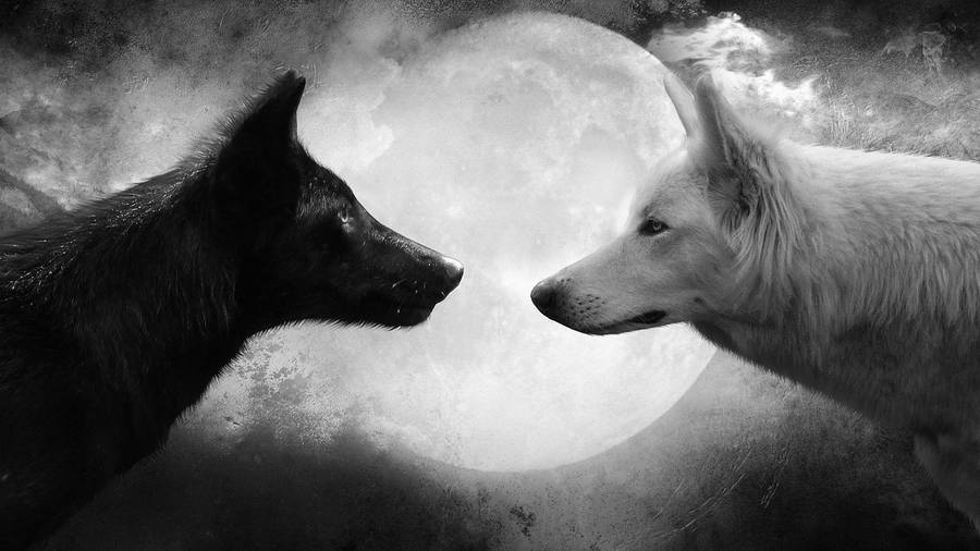 Wolf Romance Desktop Wallpaper