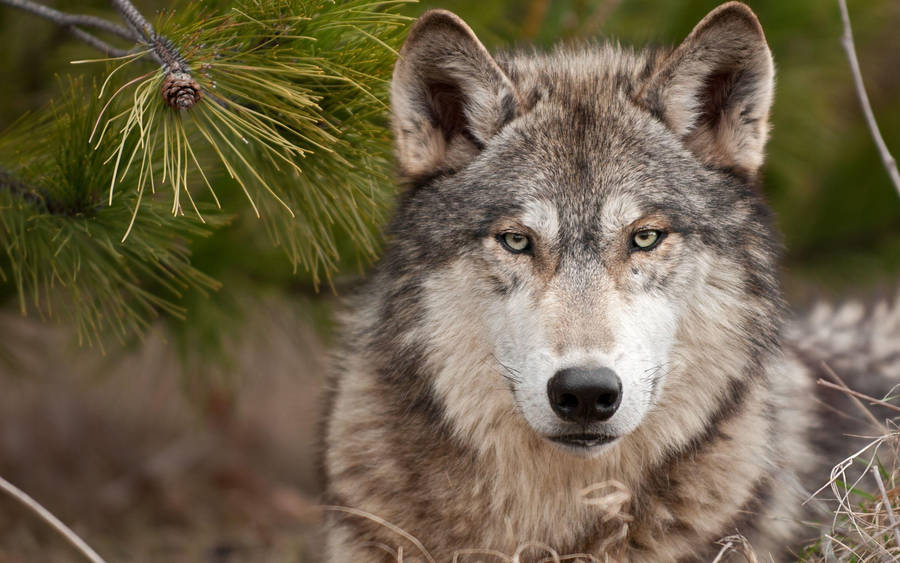 Wolf With Grimacing Eyes Desktop Wallpaper