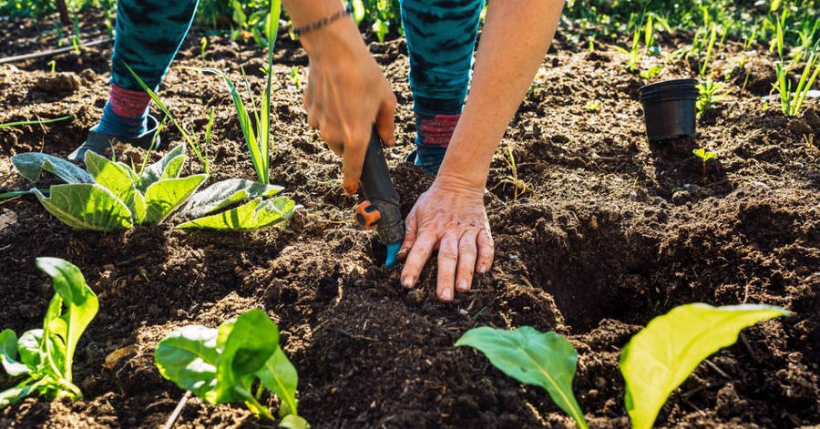 Woman Gardening In Vegetable Garden Wallpaper