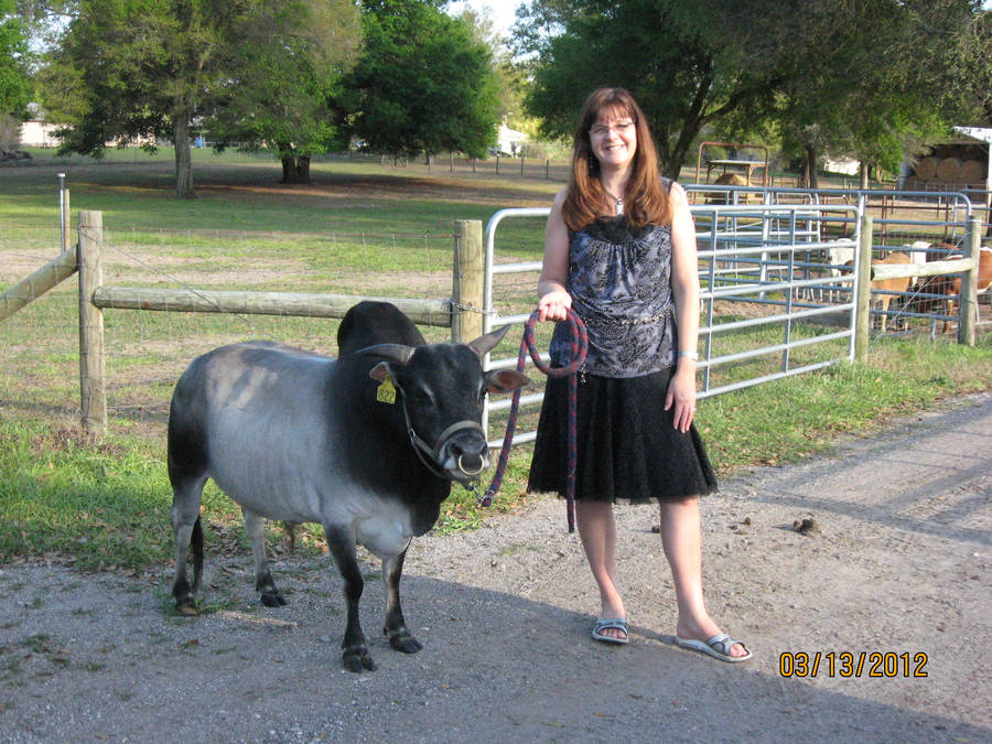 Woman With Dwarf Zebu Cattle Wallpaper