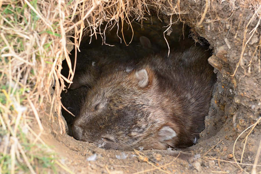 Wombatin Burrow.jpg Wallpaper