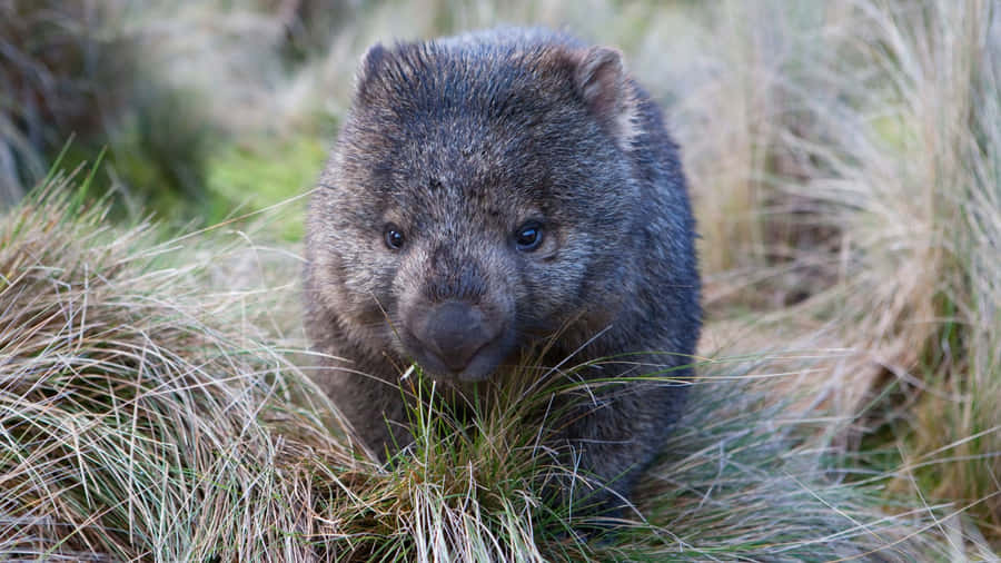 Wombatin Grassland Wallpaper