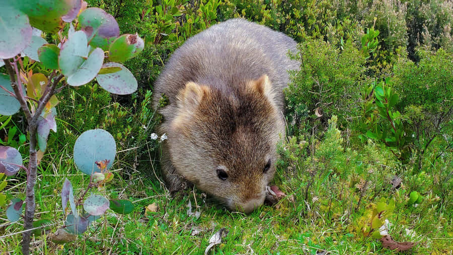 Wombatin Natural Habitat Wallpaper