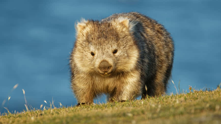 Wombatin Natural Habitat Wallpaper