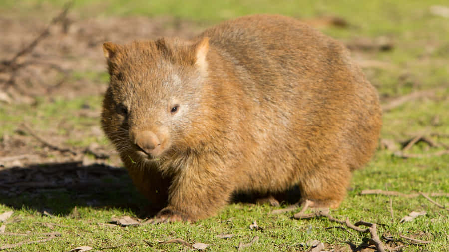 Wombatin Natural Habitat Wallpaper