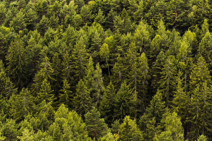 Wonderful Green Nature Tree Copse Wallpaper