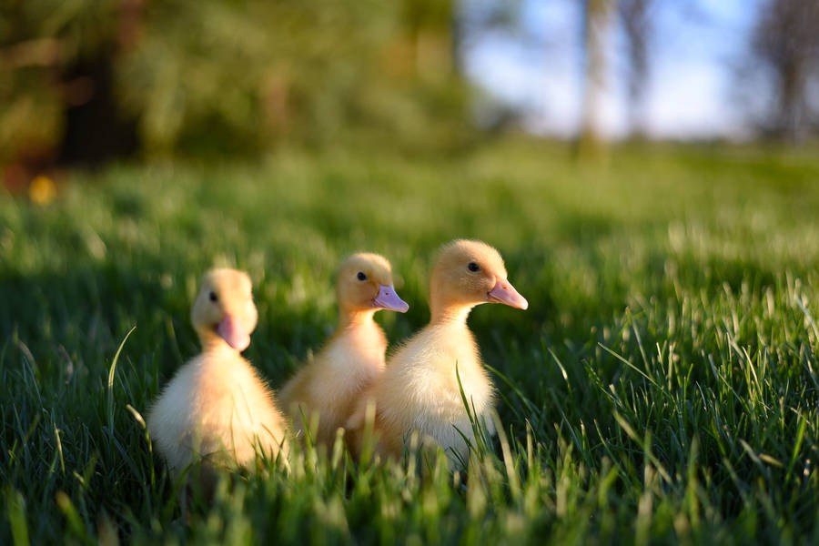 Wondering Cute Animals Ducklings Wallpaper