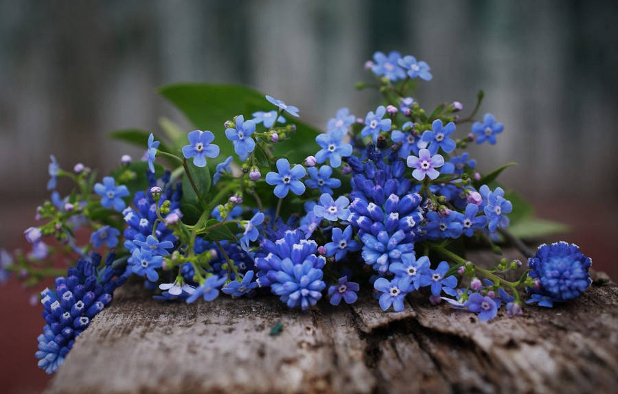 Wood And Forget Me Not Flowers Wallpaper