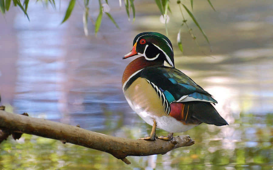 Wood Duck Perched For Duck Hunting Desktop Wallpaper