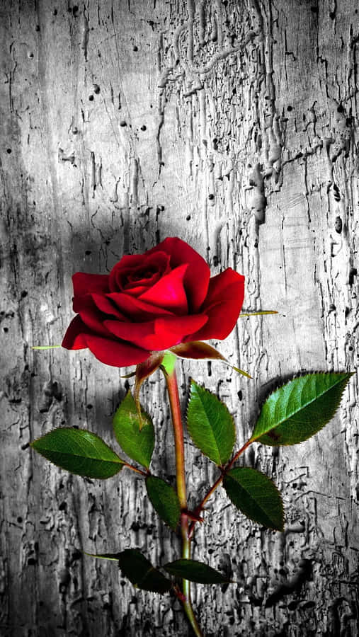 Wood On Rose Mobile Wallpaper