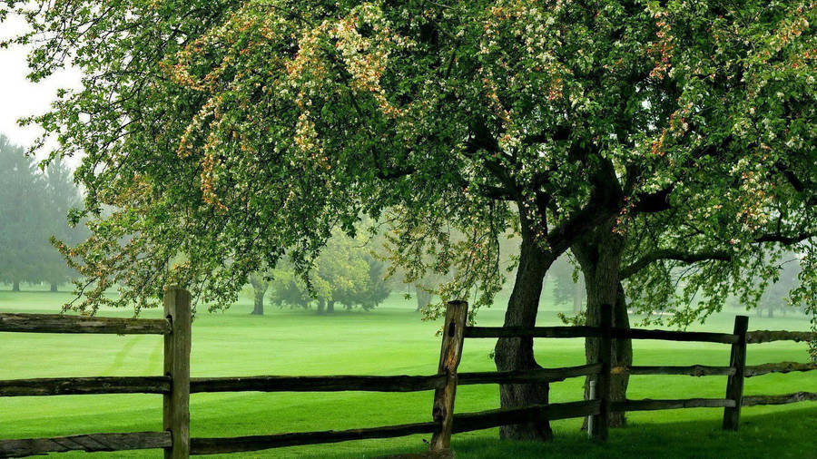 Wooden Fence Among Greenery Wallpaper