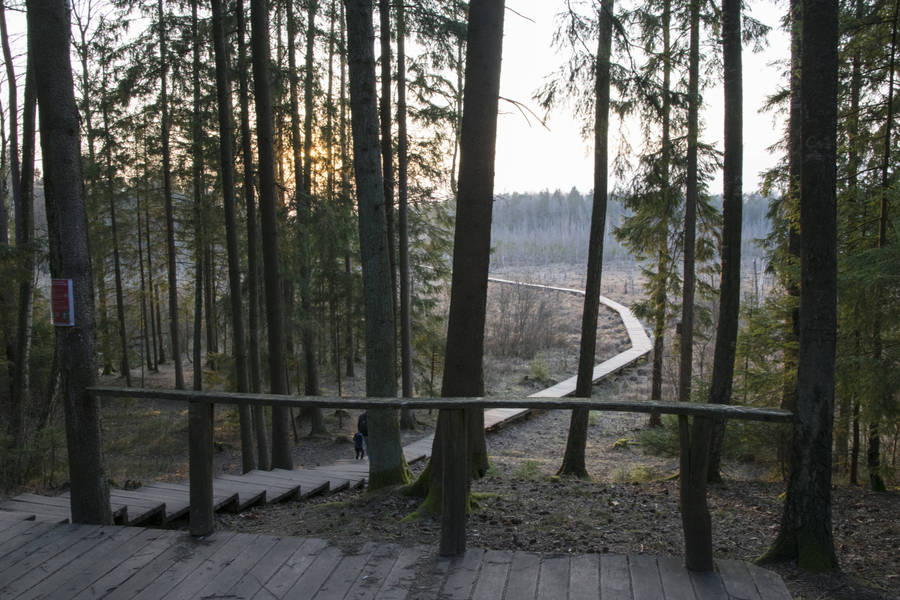 Wooden Hiking Trail In Lithuania Wallpaper