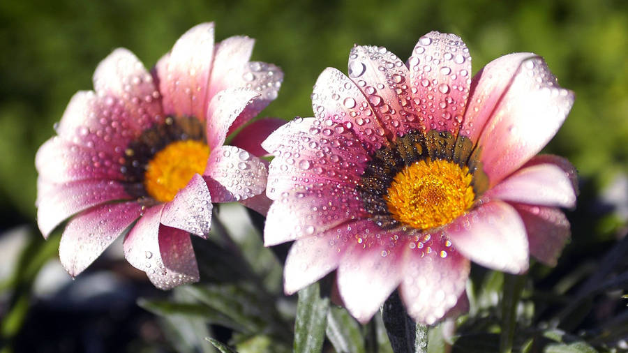 World's Most Beautiful Flowers African Daisy Wallpaper