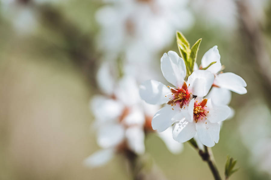 World's Most Beautiful Flowers Almond Blossoms Wallpaper