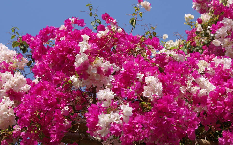 World's Most Beautiful Flowers Bougainvillea Wallpaper