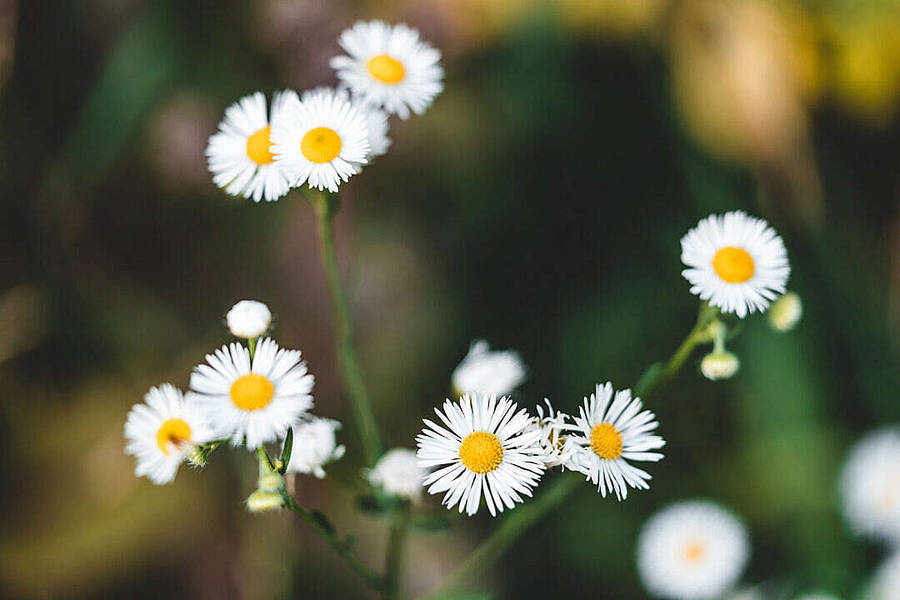 World's Most Beautiful Flowers Common Daisies Wallpaper