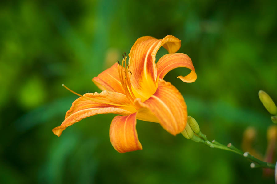 World's Most Beautiful Flowers Orange Daylily Wallpaper