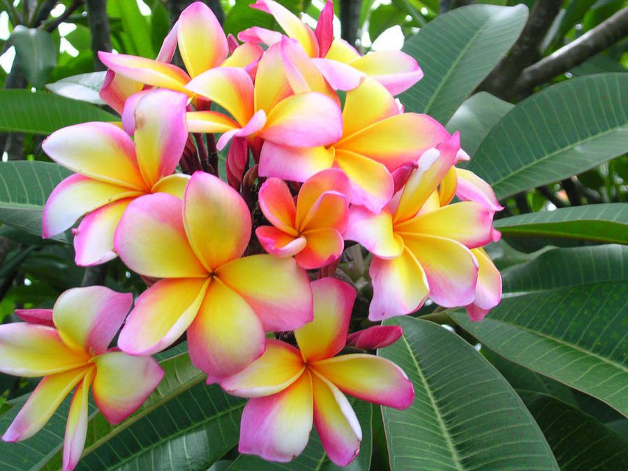 World's Most Beautiful Flowers Plumeria Wallpaper