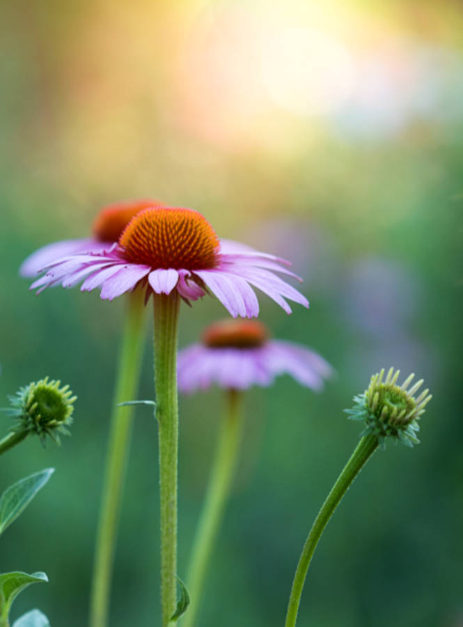 World's Most Beautiful Flowers Purple Coneflowers Wallpaper