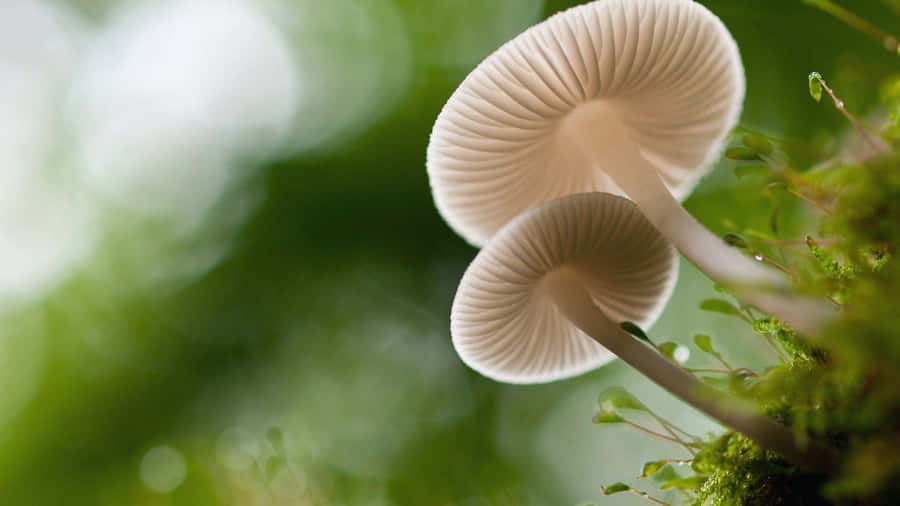 Worm's Eye View Of Bonnet Mushroom Fungus Wallpaper