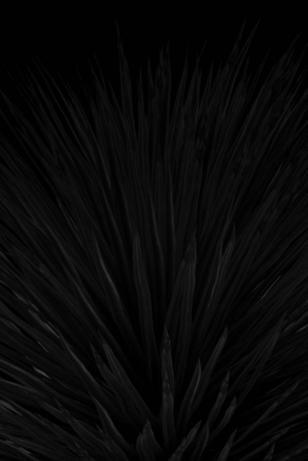 Xanthorrhoea Plant Black Aesthetic Tumblr Iphone Wallpaper