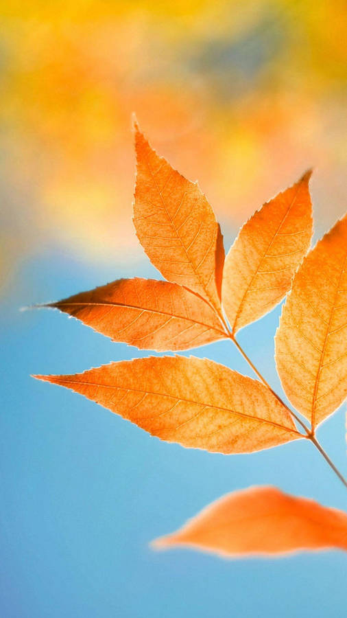 Xiaomi Golden Leaves Wallpaper