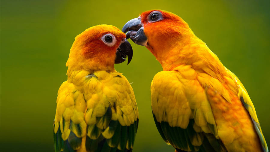 Yahoo Pair Of Parrots Wallpaper