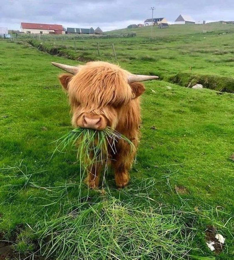 Yak Brown Eating Grass On Field Wallpaper