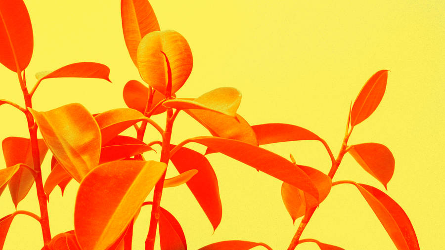 Yellow Aesthetic Minimalist Plant Wallpaper