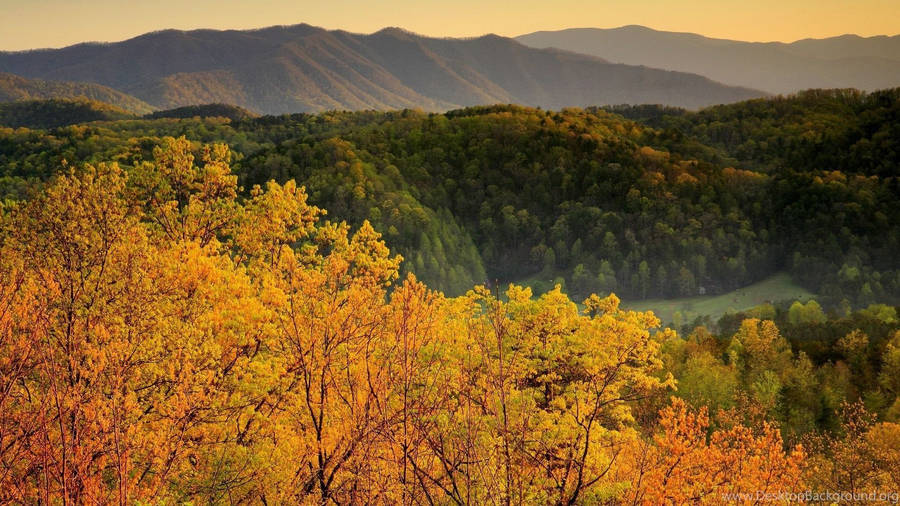 Yellow And Green Trees Smoky Mountains Wallpaper