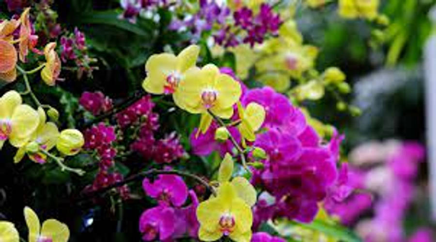 Yellow And Violet Orchid Flowers Wallpaper