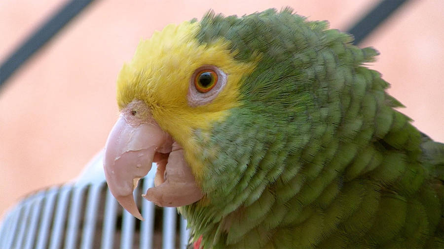 Yellow Bird In Amazonas Forest Wallpaper