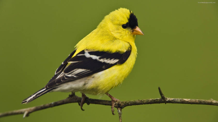 Yellow Bird With Orange Beak Wallpaper