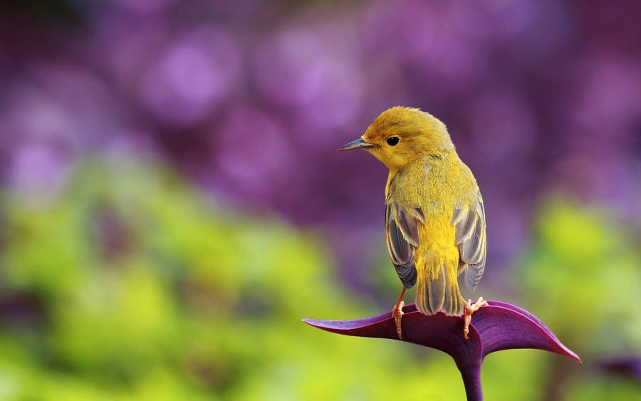 Yellow Bird With Purple Wings Wallpaper