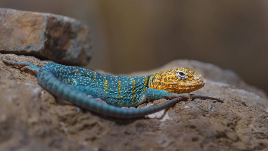 Yellow Blue Collared Lizard Wallpaper