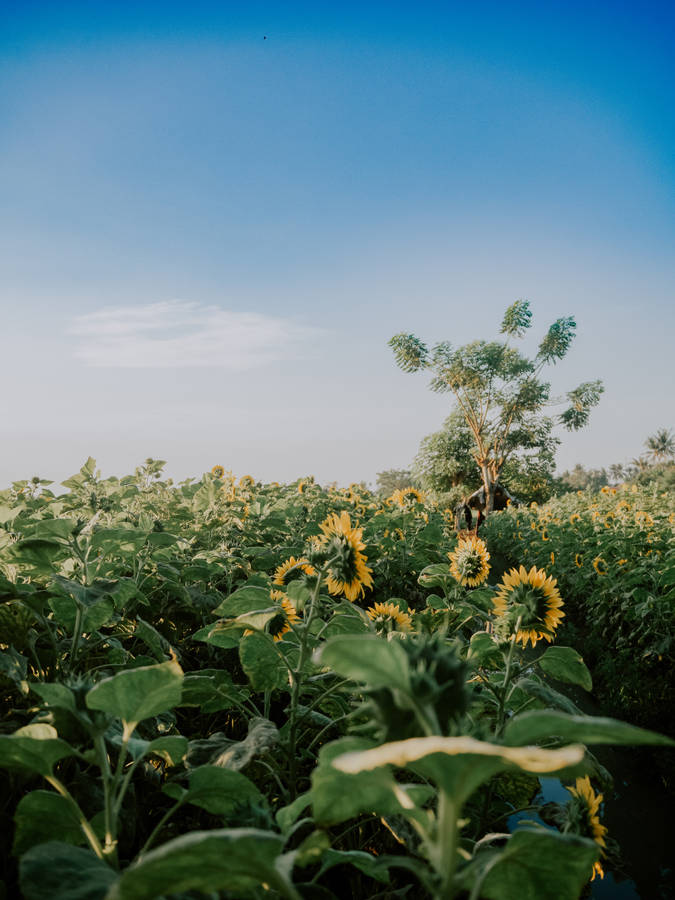 Yellow Bunga Field Wallpaper