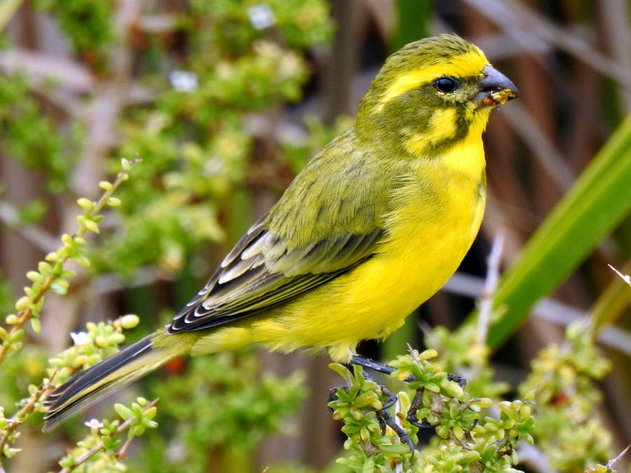 Yellow Canary Bird On Branch Wallpaper